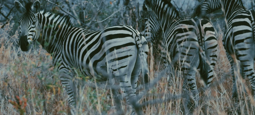 Safari in Kruger National Park